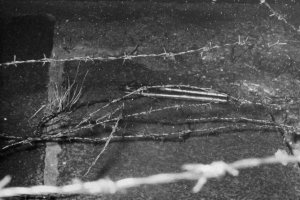 Klaus Schröter, shot and drowned in the Berlin border waters: MfS crime site photo of cut barbed wire at the Spree embankment between Berlin-Mitte and Berlin-Tiergarten [Nov. 4, 1963]