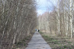 Birkenwald im Todesstreifen der DDR-Grenzanlagen zwischen Großziethen und Berlin-Lichtenrade (1); Aufnahme 2015