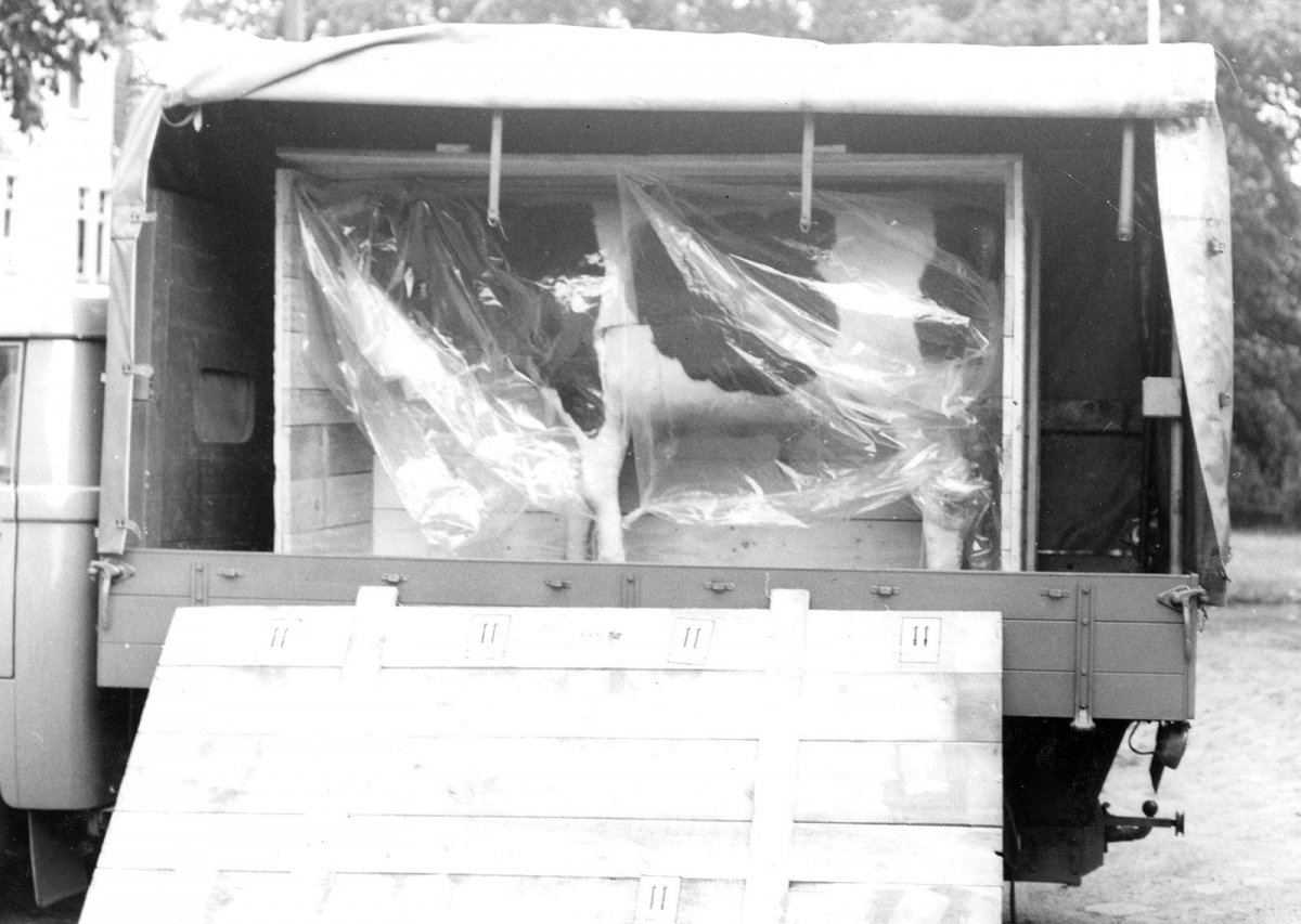 Gescheiterter Fluchtversuch, 17. Juli 1969: Die 28-Jährige wollte zu ihrem Verlobten in West-Berlin und versteckte sich in dem hohlen Körper der Kuh. Gescheiterter Fluchtversuch, 17. Juli 1969: Die 28-Jährige wollte zu ihrem Verlobten in West-Berlin und versteckte sich in dem hohlen Körper der Kuh.