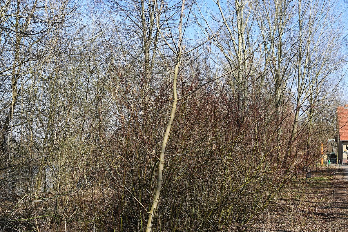 Teltow-Seehof (am Teltowkanal) Zwischen Teltow-Seehof und Lichterfelde-Süd – Blick vom Teltowkanal Richtung Süden