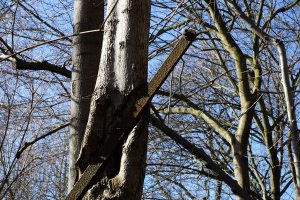 Eingewachsener, ehemals mit Stacheldraht bespannter Eisenpfosten-Abweiser des Hinterlandsicherungssystems der DDR-Grenzanlagen zwischen Teltow-Seehof und Berlin-Lichterfelde; Aufnahme 2015