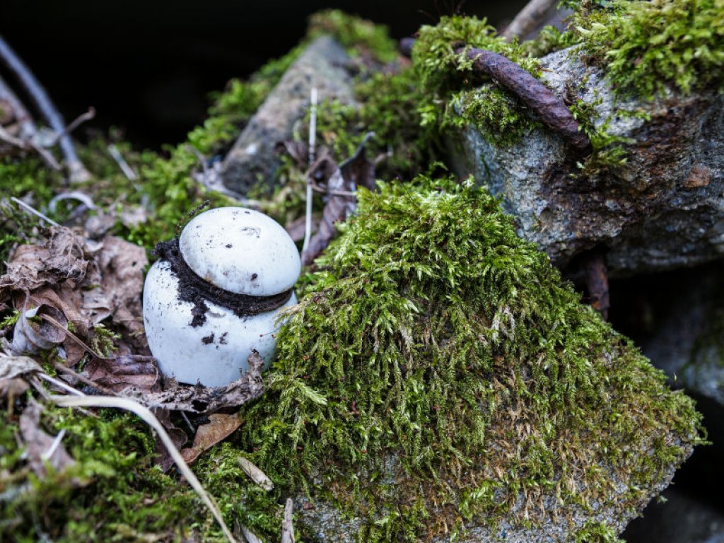 Glocke eines Grenzsignalzaunpfostens der DDR-Grenzanlagen im Wald nördlich von Groß Glienicke; Aufnahme 2015