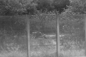 Hermann Döbler, shot dead on the Berlin border waters: Memorial cross [MfS photo, taken from the East German side of the Teltow Canal; 1965]