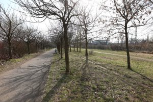 Kolonnenweg und mit Kirschbäumen bepflanzter Todesstreifen nördlich der Bösebrücke; Aufnahme 2015