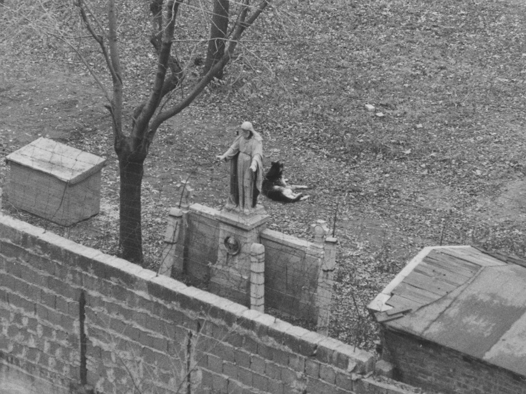 Wachhund der DDR-Grenztruppen auf dem Friedhof an der Liesenstraße (Berlin-Wedding), November 1964