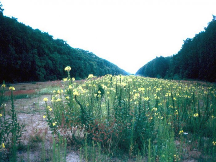 Der Grenzstreifen nahe Dreilinden Anfang der 90er Jahre