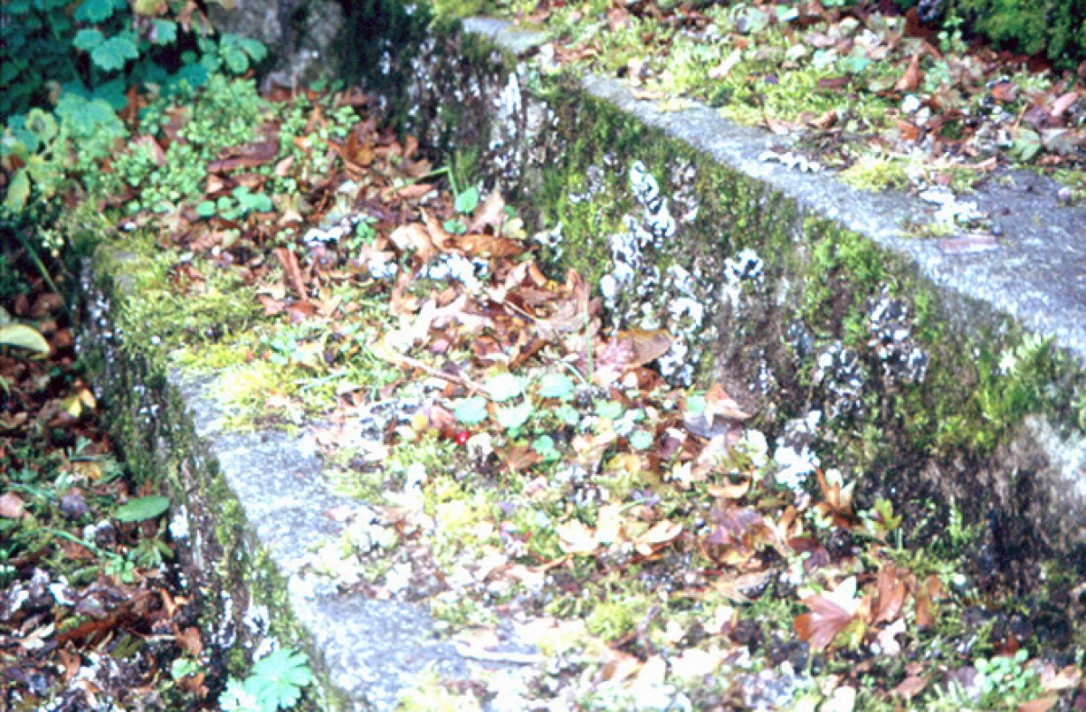 Stufen des alten S-Bahnhofs Dreilinden