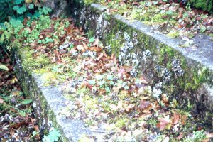 Stufen des alten S-Bahnhofs Dreilinden