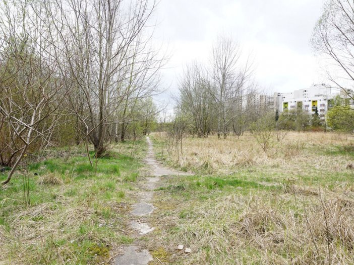 Überwucherter Kolonnenweg im Todesstreifen nördlich des Friedhofs Pankow VII in Wilhelmsruh (2); Aufnahme 2015