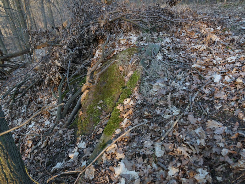 Vermooste Betonpfosten der DDR-Grenzanlagen am Rand des Sacrower Sees; Aufnahme 2015