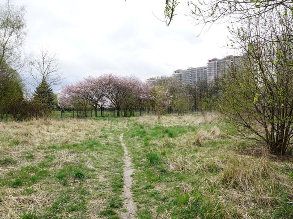 Überwucherter Kolonnenweg im Todesstreifen nördlich des Friedhofs Pankow VII in Wilhelmsruh (3); Aufnahme 2015