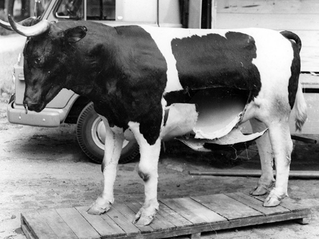 Fluchtversteck in einem präparierten Bullen; Aufnahme Juli 1969