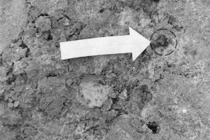 Marienetta Jirkowsky, shot dead at the Berlin Wall: Trail of blood (arrow) after shots were fired [MfS photo: Nov. 22, 1980]