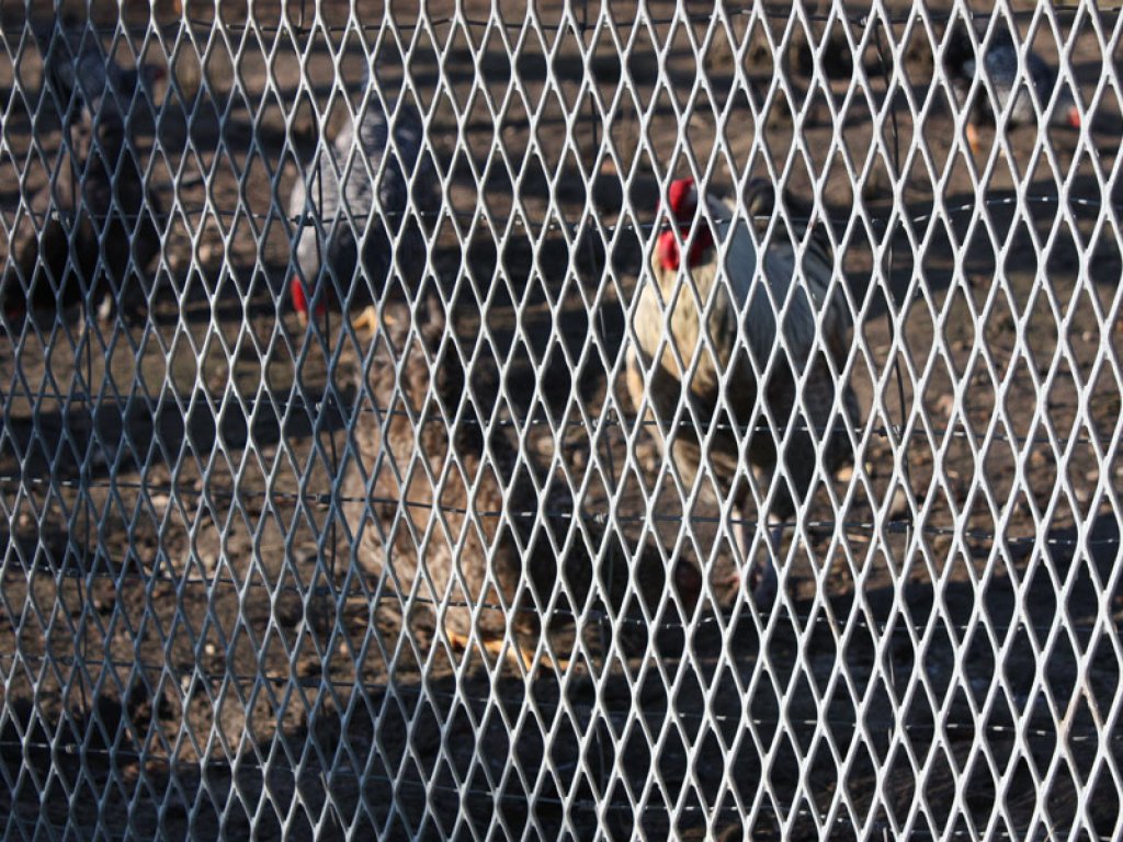 Hühner hinter Streckmetallgitterzaun der DDR-Grenzanlagen westlich der Waltersdorfer Chaussee in Berlin-Schönefeld; Aufnahme 2015