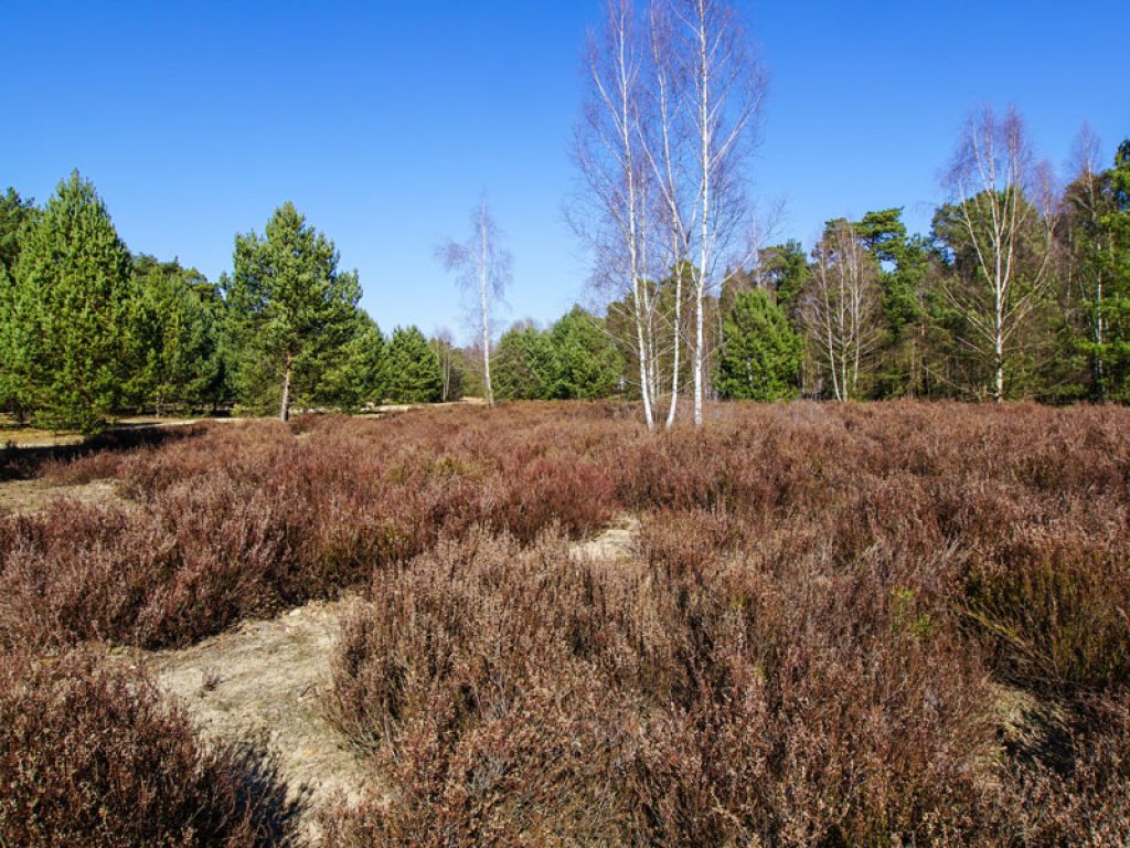 Mit Heide bewachsener Todesstreifen der DDR-Grenzanlagen zwischen Berlin-Düppeler Forst und Dreilinden; Aufnahme 2015