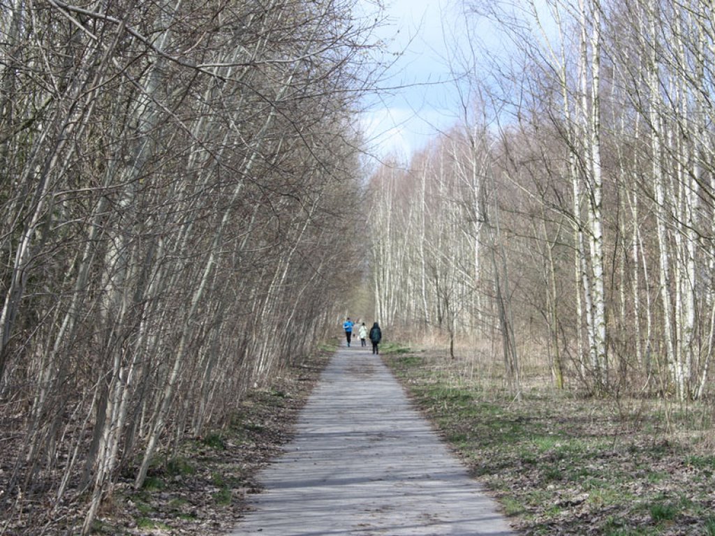 Birkenwald im Todesstreifen der DDR-Grenzanlagen zwischen Großziethen und Berlin-Lichtenrade (1); Aufnahme 2015