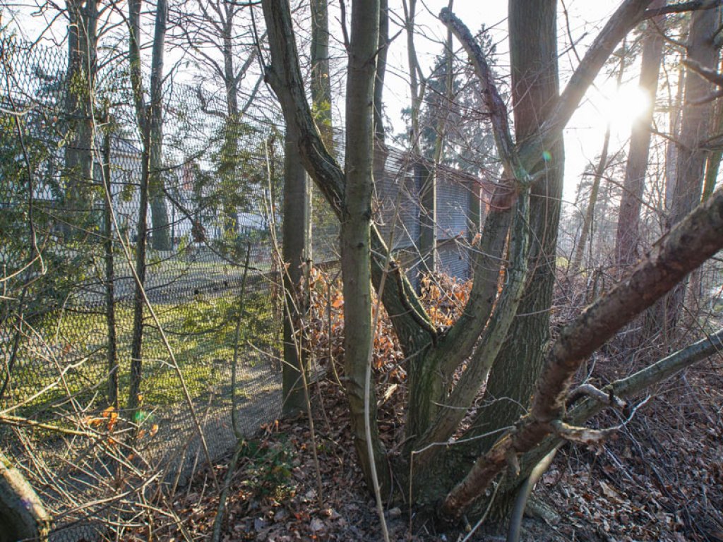 Originalerhaltener Streckmetallgitterzaun der DDR-Grenzanlagen am Griebnitzsee in Potsdam-Babelsberg (1); Aufnahme 2015