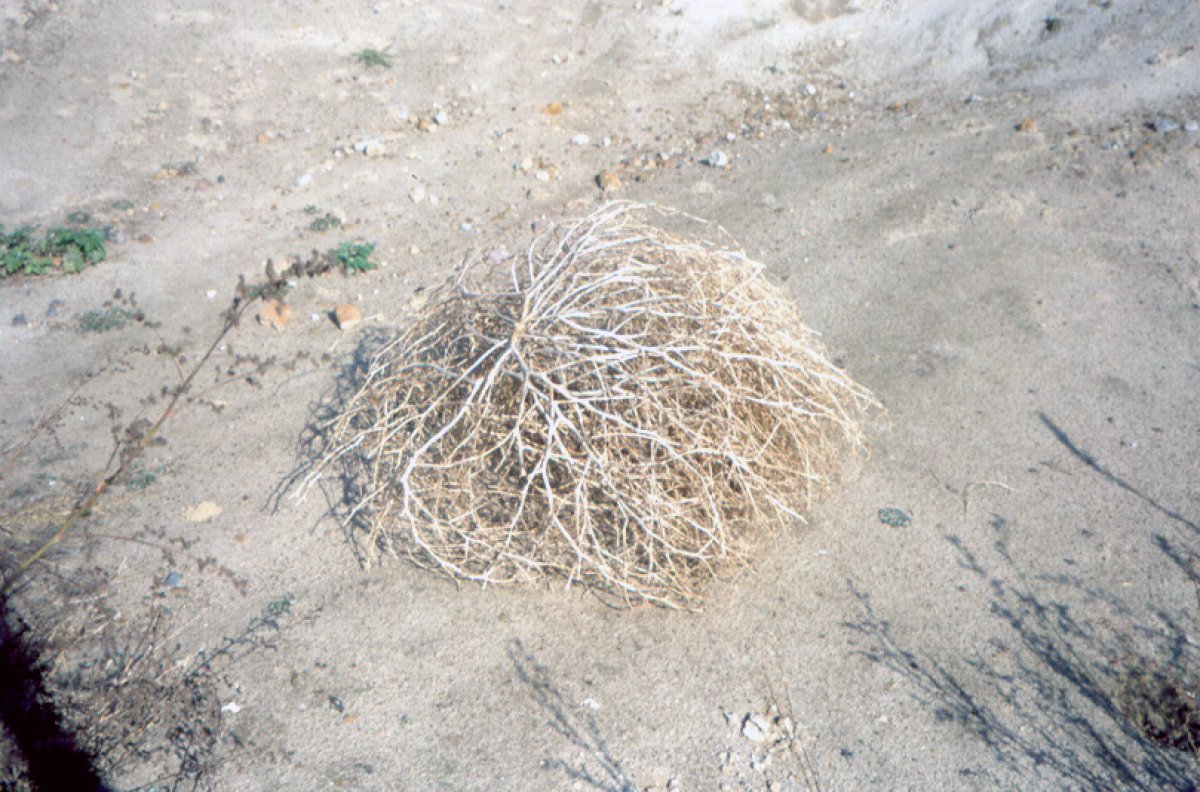 Wanzensamen im ehemaligen Grenzstreifen