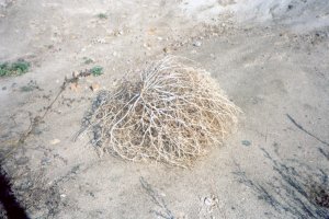 Wanzensamen im ehemaligen Grenzstreifen