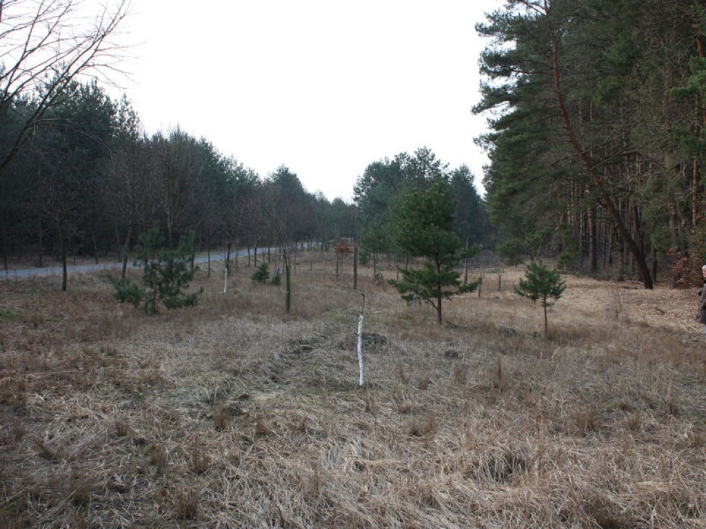 Hochzeitsbaum-Wald im Todesstreifen bei Bergfelde; Aufnahme 2016