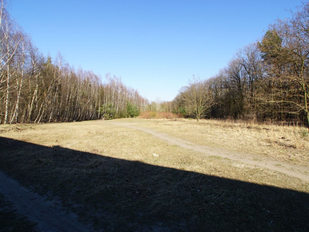 Waldnarbe: Der Todesstreifen der DDR-Grenzanlagen unweit des West-Berliner Grenzkontrollpunktes Dreilinden, in der Nähe des „Panzerdenkmals“; Aufnahme 2015