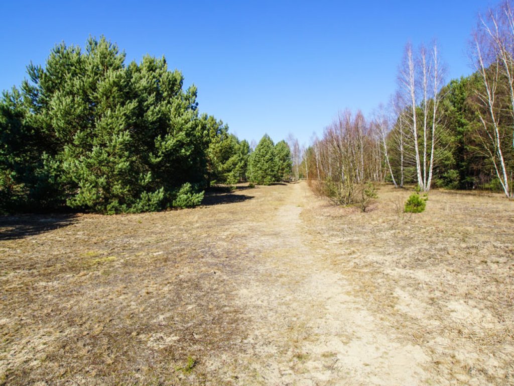 Bewachsener Todesstreifen der DDR-Grenzanlagen zwischen Berlin-Düppeler Forst und Dreilinden; Aufnahme 2015