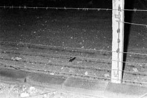 Mit einer Drahtschere den Grenzsignalzaun durchschnitten: Gelungene Flucht mit einer Leiter von Berlin-Mitte nach Berlin-Wedding, 19. November 1986