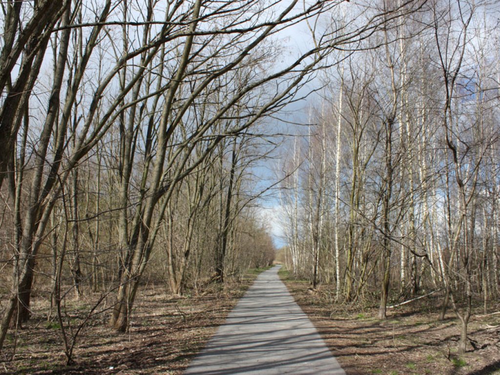 Bäume im Todesstreifen der DDR-Grenzanlagen zwischen Großziethen und Berlin-Lichtenrade (2); Aufnahme 2015  Bäume im Todesstreifen der DDR-Grenzanlagen zwischen Großziethen und Berlin-Lichtenrade (2); Aufnahme 2015