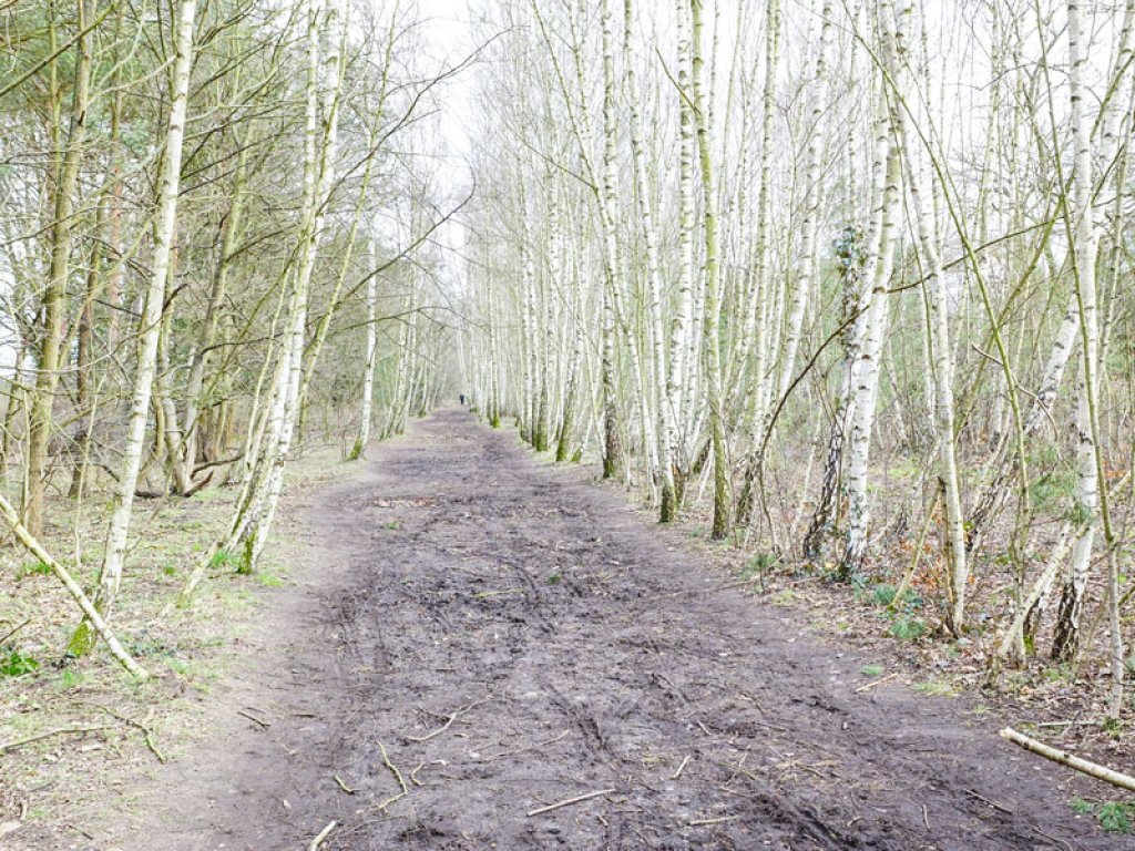 Birkenwald: Der Todesstreifen der DDR-Grenzanlagen an der Stammbahn in Kleinmachnow; Aufnahme 2015