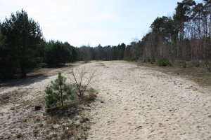 Todesstreifen der DDR-Grenzanlagen als Sandwüste zwischen Kleinmachnow und Berlin-Zehlendorf (2); Aufnahme 2015