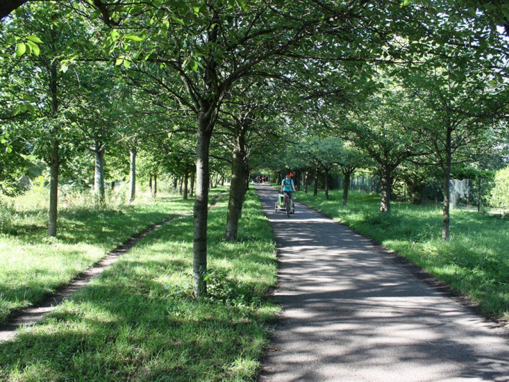 Kolonnenweg und mit Kirschbäumen bepflanzter Todesstreifen nördlich der Bösebrücke; Aufnahme 2016