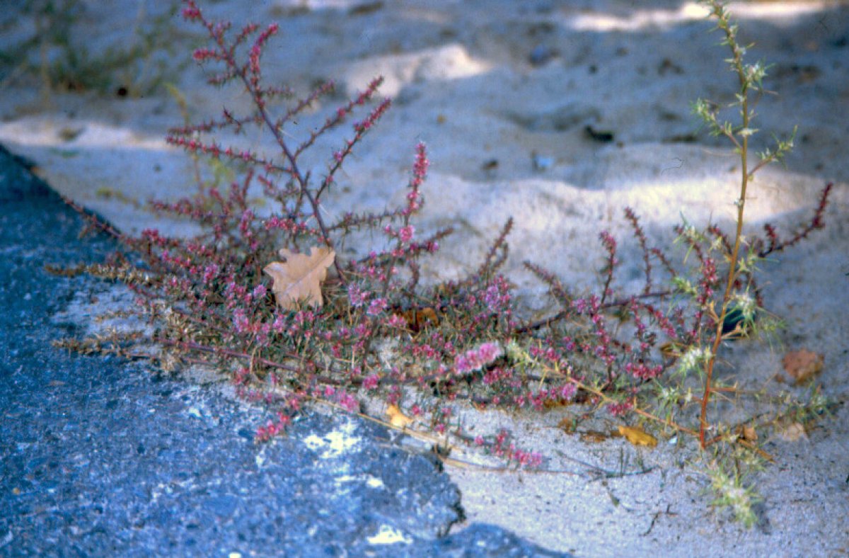 Kalisalzkraut (salsola kali) im Asphalt der alten Autobahn bei Dreilinden