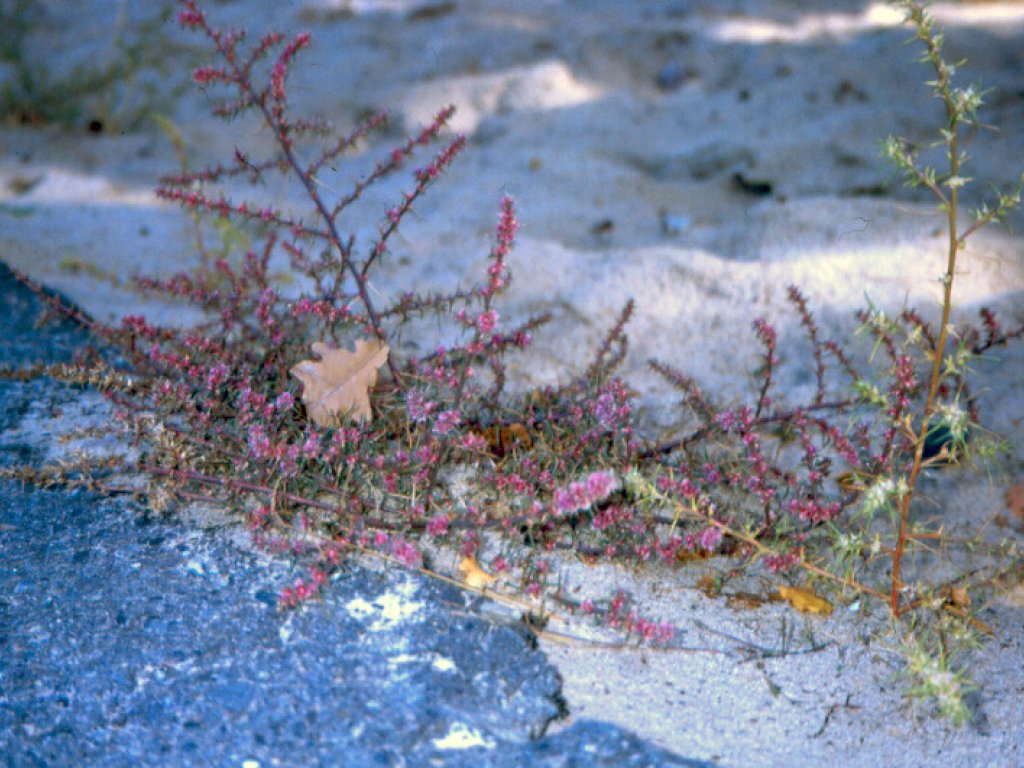 Kalisalzkraut (salsola kali) im Asphalt der alten Autobahn bei Dreilinden