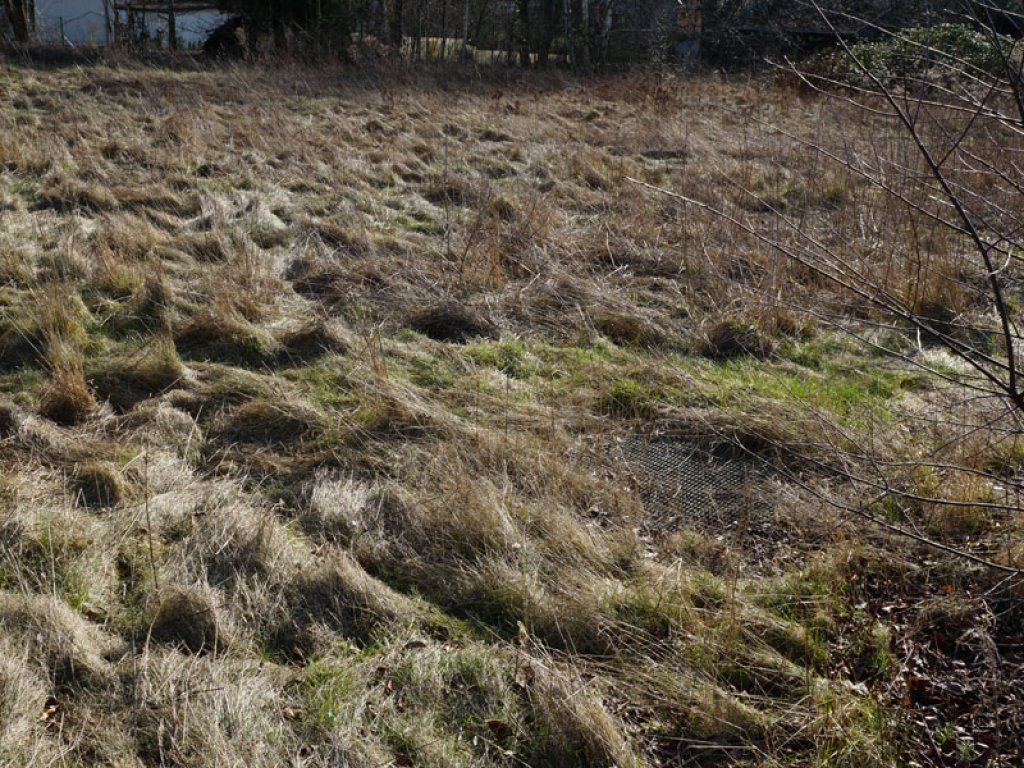Zugewachsene Teile eines Tores der DDR-Grenzanlagen in Teltow-Seehof; Aufnahme 2015