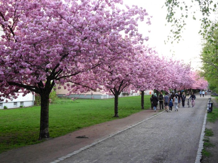 Kirschblütenallee am Lohmühlenufer