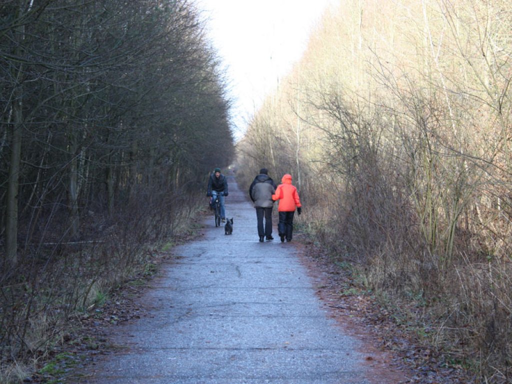 Kolonnenweg und aufgeforsteter Todesstreifen der DDR-Grenzanlagen zwischen Mahlow-Waldblick und Berlin-Lichtenrade; Aufnahme 2015