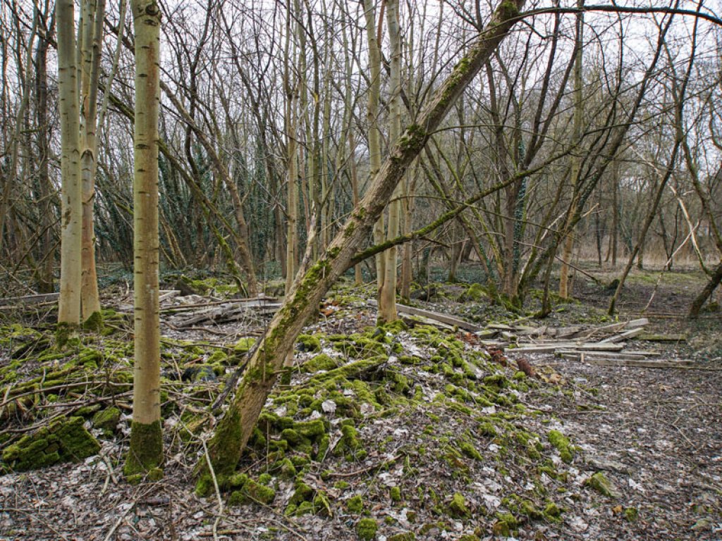 Grenzzaunpfosten und andere Mauer-Betonteile der DDR-Grenzanlagen im Wald nördlich von Groß Glienicke; Aufnahme 2015