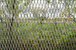 The expanded metal mesh fence is used in many different ways – here, as a garden fence (seen in December 2005).