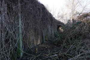 Einkokonierter Streckmetallgitterzaun als vorderstes Sperrelement der DDR-Grenzanlagen am Teltowkanal zwischen Teltow-Seehof und Berlin-Lichterfelde; Aufnahme 2015