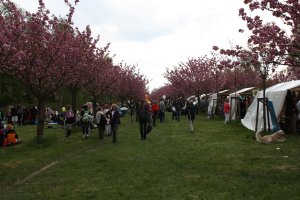 Japanisches Kirschblütenfest („Hanami“) im Todesstreifen der DDR-Grenzanlagen zwischen Teltow-Seehof und Berlin-Lichterfelde. Nach dem Mauerfall bepflanzten japanische Bürger den Todesstreifen zwischen Teltow-Seehof und Berlin-Lichterfelde mit Kirschbäumen; Aufnahme 2015