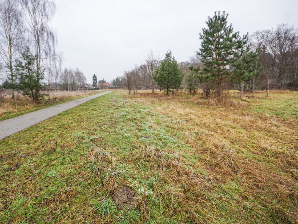 Wildwuchs auf dem ehemaligen Todesstreifen in der Nähe der Florastraße in Hohen Neuendorf; Aufnahme 2015