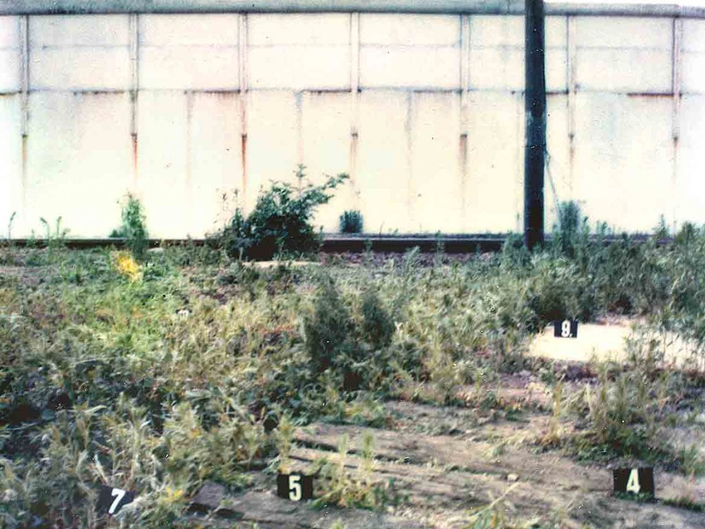Lothar Fritz Freie, shot at the Berlin Wall and died from his injuries: MfS photo of the site where the bullet casings were found