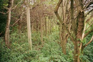 Grenzzaunpfostenreihe in der Nähe von Seehof bei Teltow