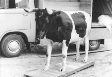 Der Versuch, mit einer „trojanischen Kuh" in den Westen zu fliehen, wurde am Grenzübergang Drewitz entdeckt, 7. Juli 1969