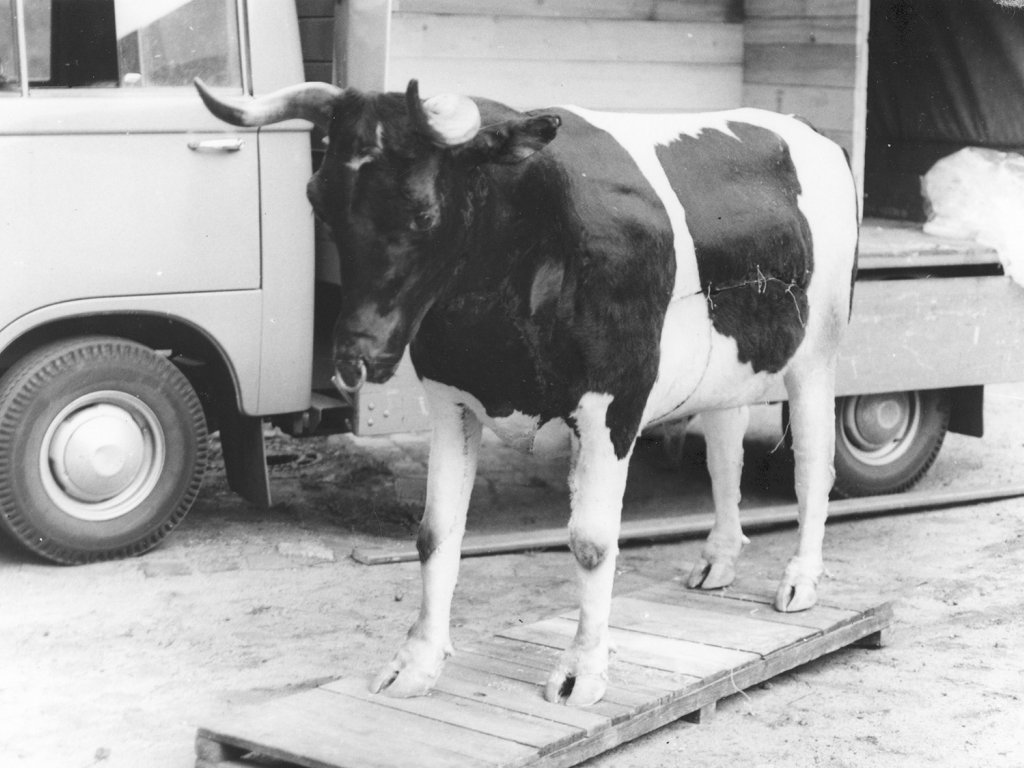 Die künstliche, aber sehr echt aussehende Kuh steht auf einer Holzkonstruktion vor einem LKW. In ihrer Seite ist eine Öffnung zu erkennen.