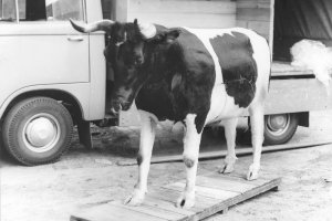 Der Versuch, mit einer „trojanischen Kuh" in den Westen zu fliehen, wurde am Grenzübergang Drewitz entdeckt, 7. Juli 1969