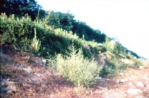 Kalisalzkraut (salsola kali) im Asphalt der alten Autobahn bei Dreilinden