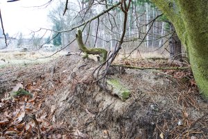 Beton- und Eisenreste der DDR-Grenzanlagen in Stolpe-Süd; Aufnahme 2015