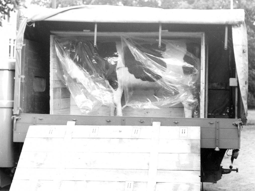 Gescheiterter Fluchtversuch, 17. Juli 1969: Die 28-Jährige wollte zu ihrem Verlobten in West-Berlin und versteckte sich in dem hohlen Körper der Kuh.