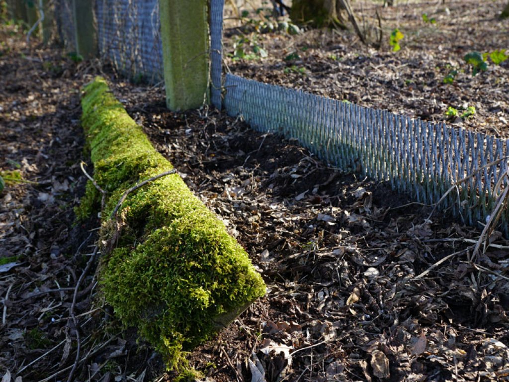 Umgestürzter, bemooster Betonpfosten des Streckmetallgitterzauns als vorderstes Sperrelement der DDR-Grenzanlagen zwischen Teltow-Seehof und Berlin-Lichterfelde; Aufnahme 2015